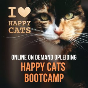 Happy Cats Bootcamp Webinar aanbieding 15/11/23